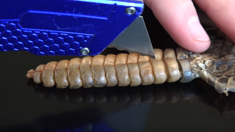 What is Inside a Rattlesnake’s Rattle?